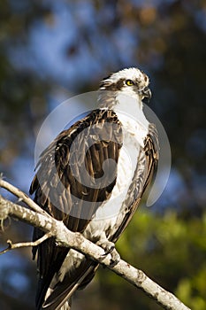 Osprey in the Everglades