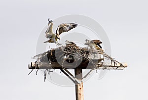 Osprey Family