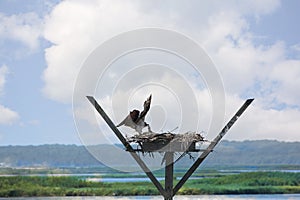 Osprey Family