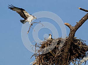 Osprey family building the nest. photo