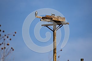 Osprey Family Nest