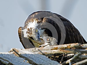 Osprey Feeding Chick