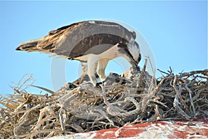 Osprey feeding Chick, Guerrero Negro, Baja California photo