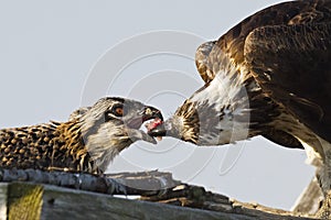Osprey Feeding Chick
