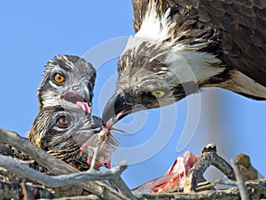 Osprey Feeding Chicks photo