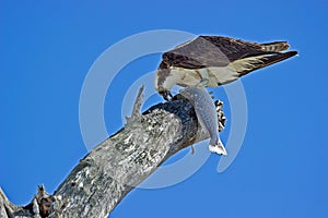 An Osprey feeding on a Fish