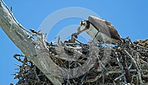 An Osprey feeding fish to it`s chick.