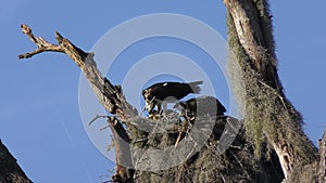 Osprey Feeds the Chicks in a nest in Florida Wetlands.