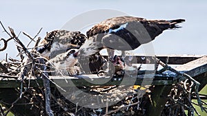 Osprey feeds one of her fledglings in the nest - 4