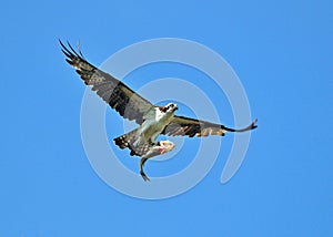 Osprey flying with a fish. photo