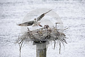 Osprey with fish