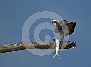 Osprey with Fish