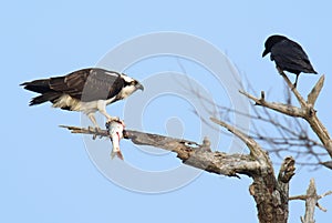 Osprey with fish