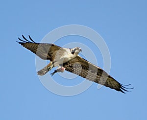 Osprey With Fish