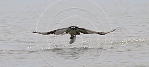 Osprey with fish