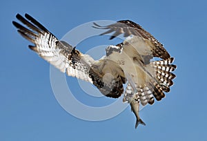 Osprey with fish photo