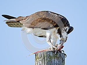 Osprey with Fish