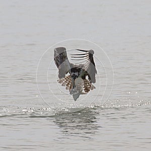 Osprey with fish