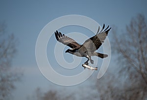 Osprey with a fish in Colorado