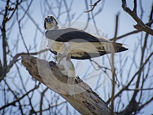 Osprey with Fish Dinner