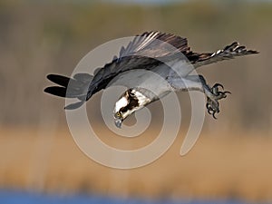 Osprey Fish Dive