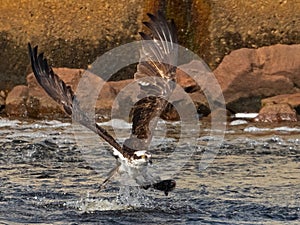 Osprey Fish Grab