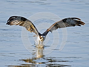 Osprey Fish Grab