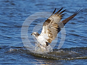 Osprey Fish Grab