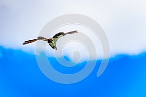 Osprey or Fish Hawk circling its nest under blue sky, along the Coldwater Road near Merritt