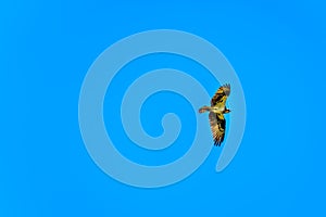 Osprey or Fish Hawk circling its nest under blue sky, along the Coldwater Road near Merritt