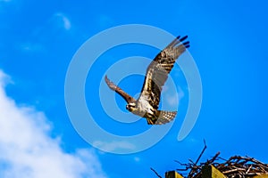 Osprey or Fish Hawk leaving its nest under blue sky, along the Coldwater Road near Merritt