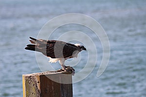 Osprey fish hawk with prey