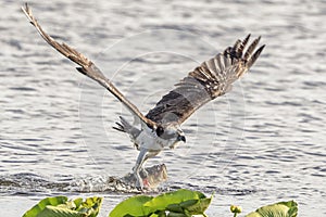 Osprey with a fish at John Chestnut Sr. Park photo