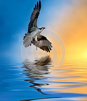 Osprey with Fish at Sunset Reflection in the water