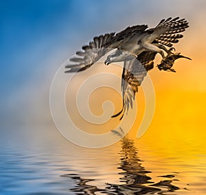 Osprey with Fish at Sunset Reflection in the water
