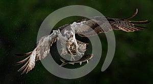 An Osprey Fishing