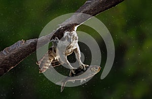 An Osprey Fishing