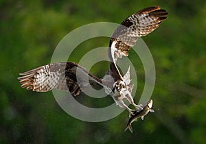 An Osprey Fishing