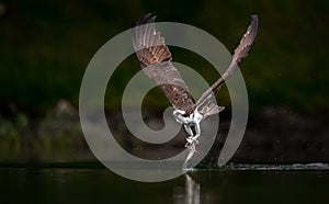 Osprey Fishing in Maine