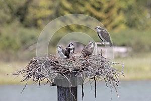 Osprey fishing eagle