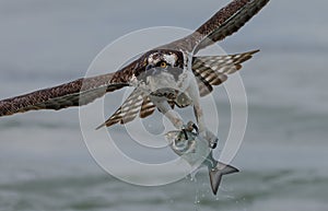 An Osprey Fishing in Florida