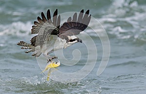 An Osprey Fishing in Florida