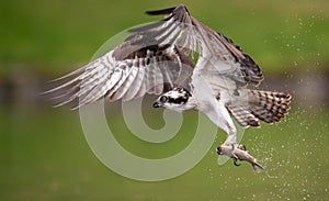 Osprey in Maine photo