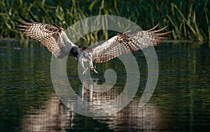 Osprey Fishing in Maine