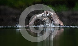 Osprey Fishing in Maine