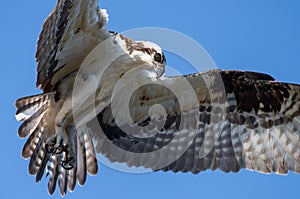 Osprey Fishing with Talons