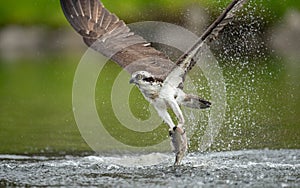 Osprey fishing in water