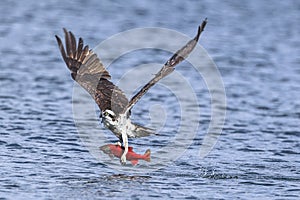 Osprey flies off with catch.