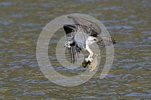 Osprey flies off with fish in its talons