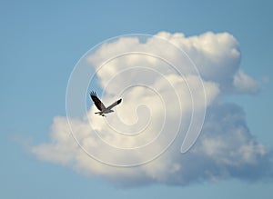 Bird of Scopa against a background of a cumulus cloud. photo